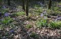 Hyacinthoides non-scripta